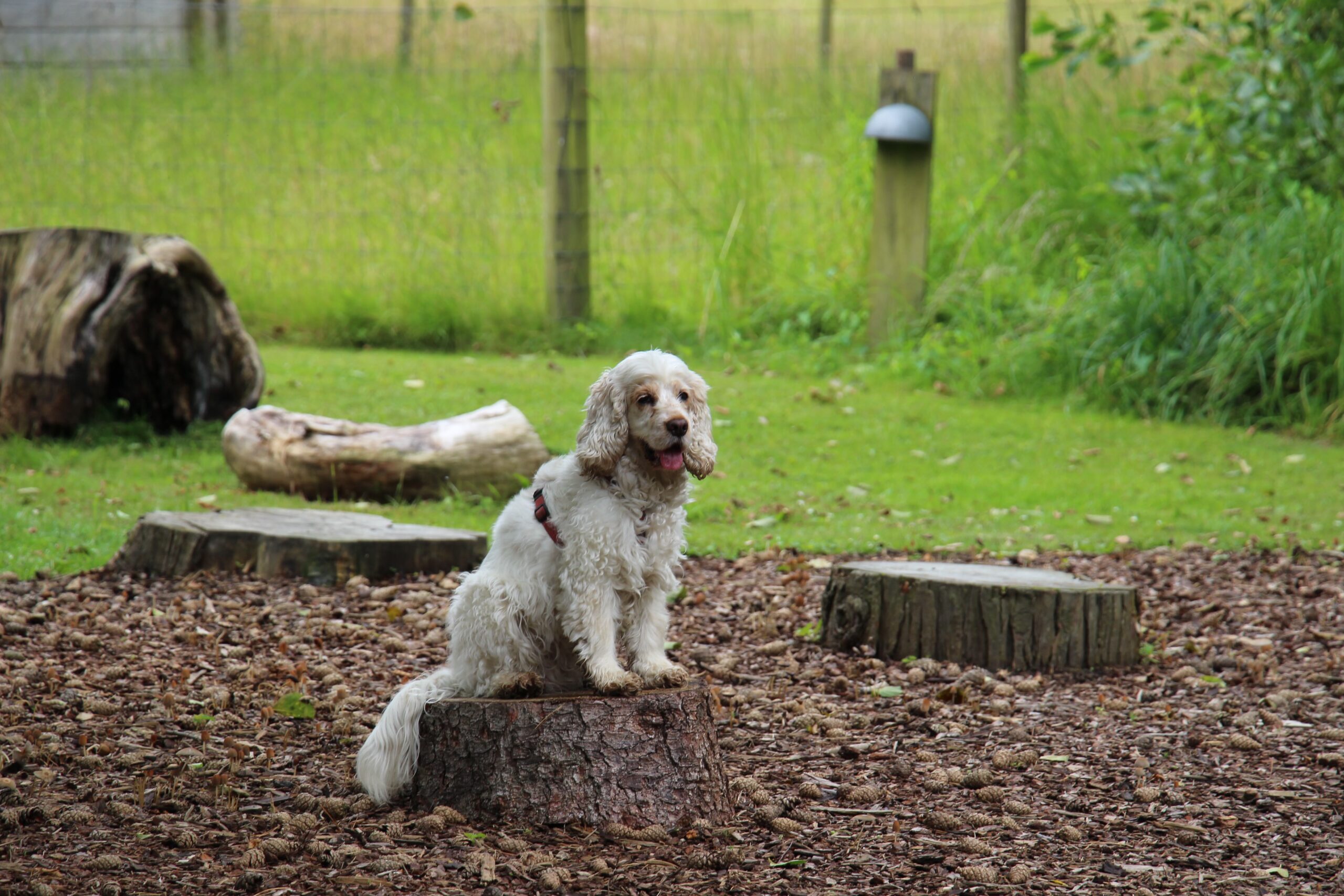 Hundesele | Wine - Image 3