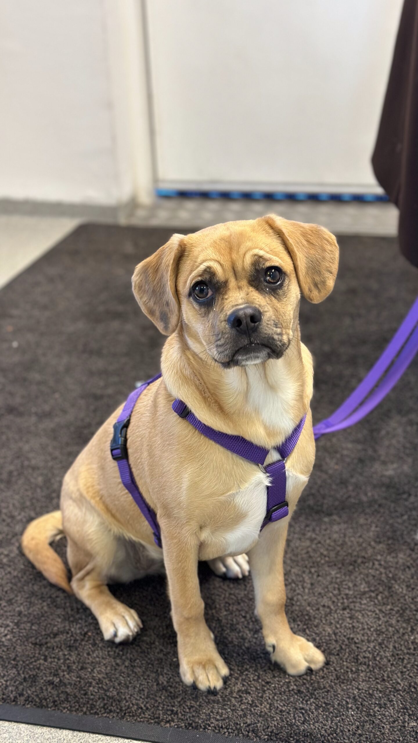 Hundesele | Violet - Image 4