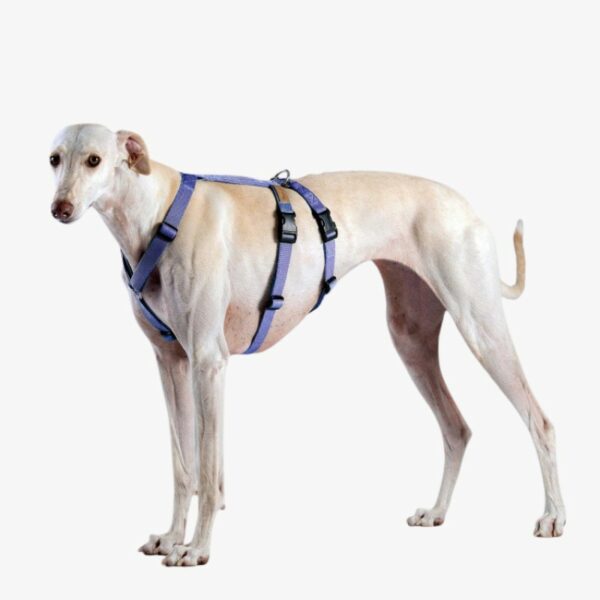 Stor hund med dobbelt hundesele