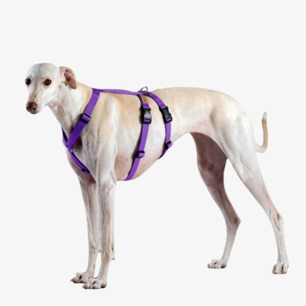 Lilla hundesele til store hunde