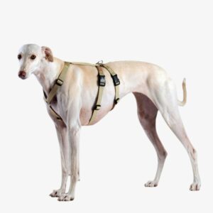 Dobbelt hundesele i lysebrun på stående hund
