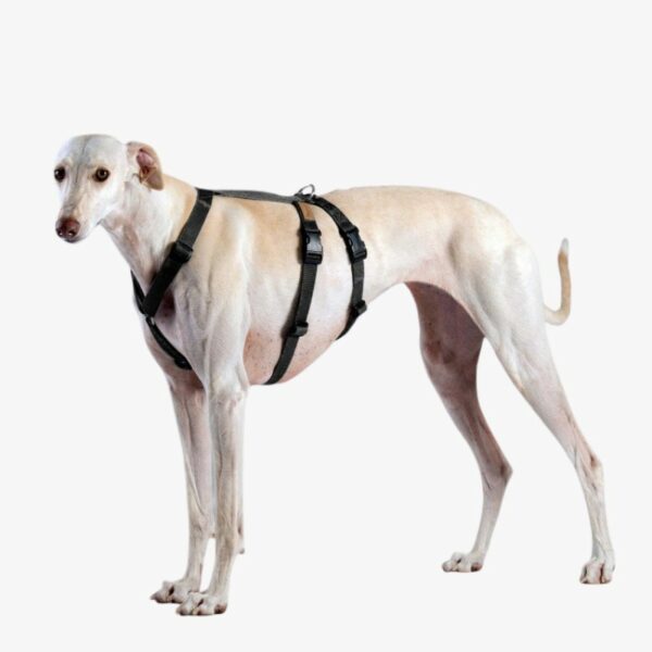 Stående hund med dobbelt hundesele i sort