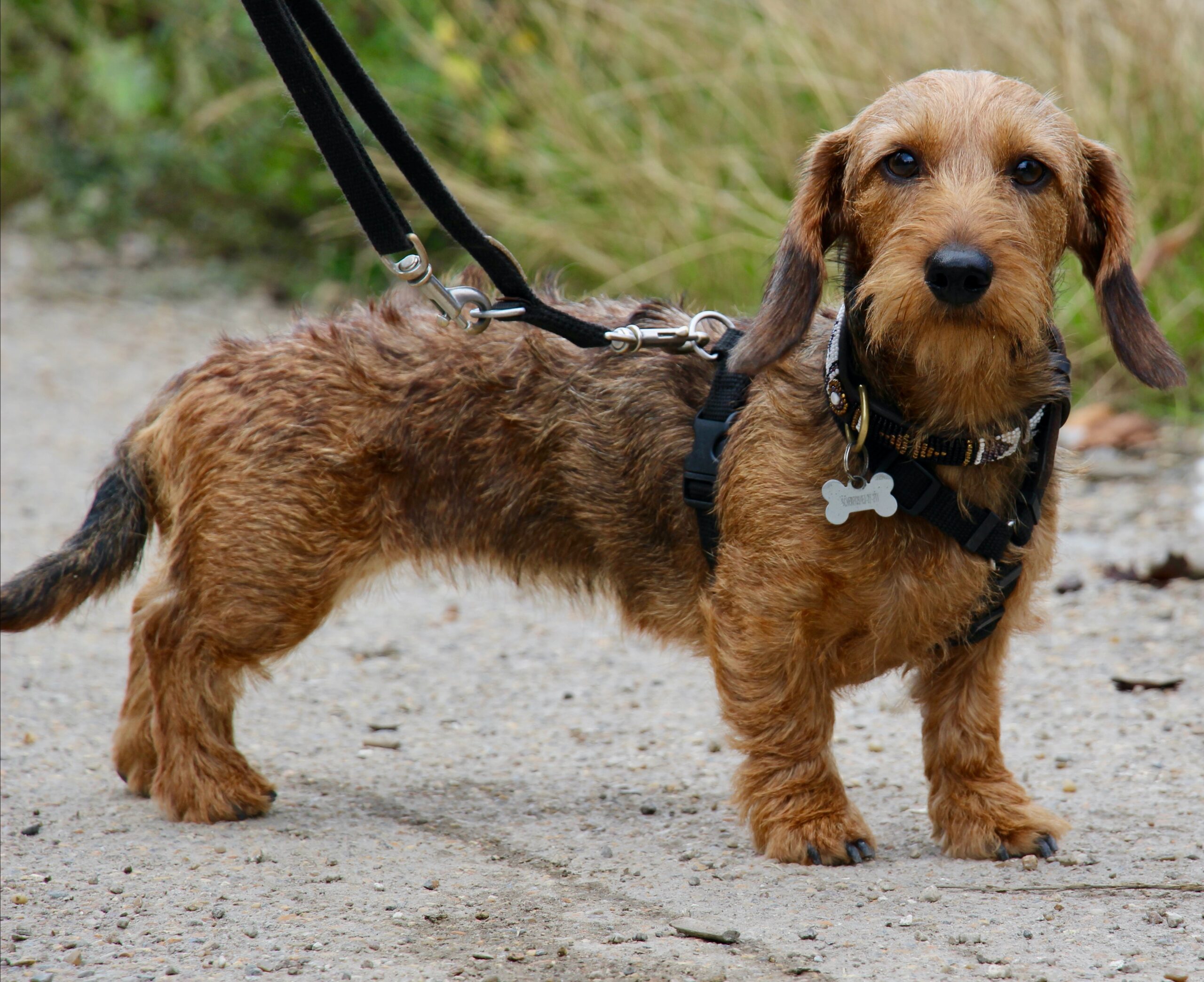 Hundesele | Sort - Image 5