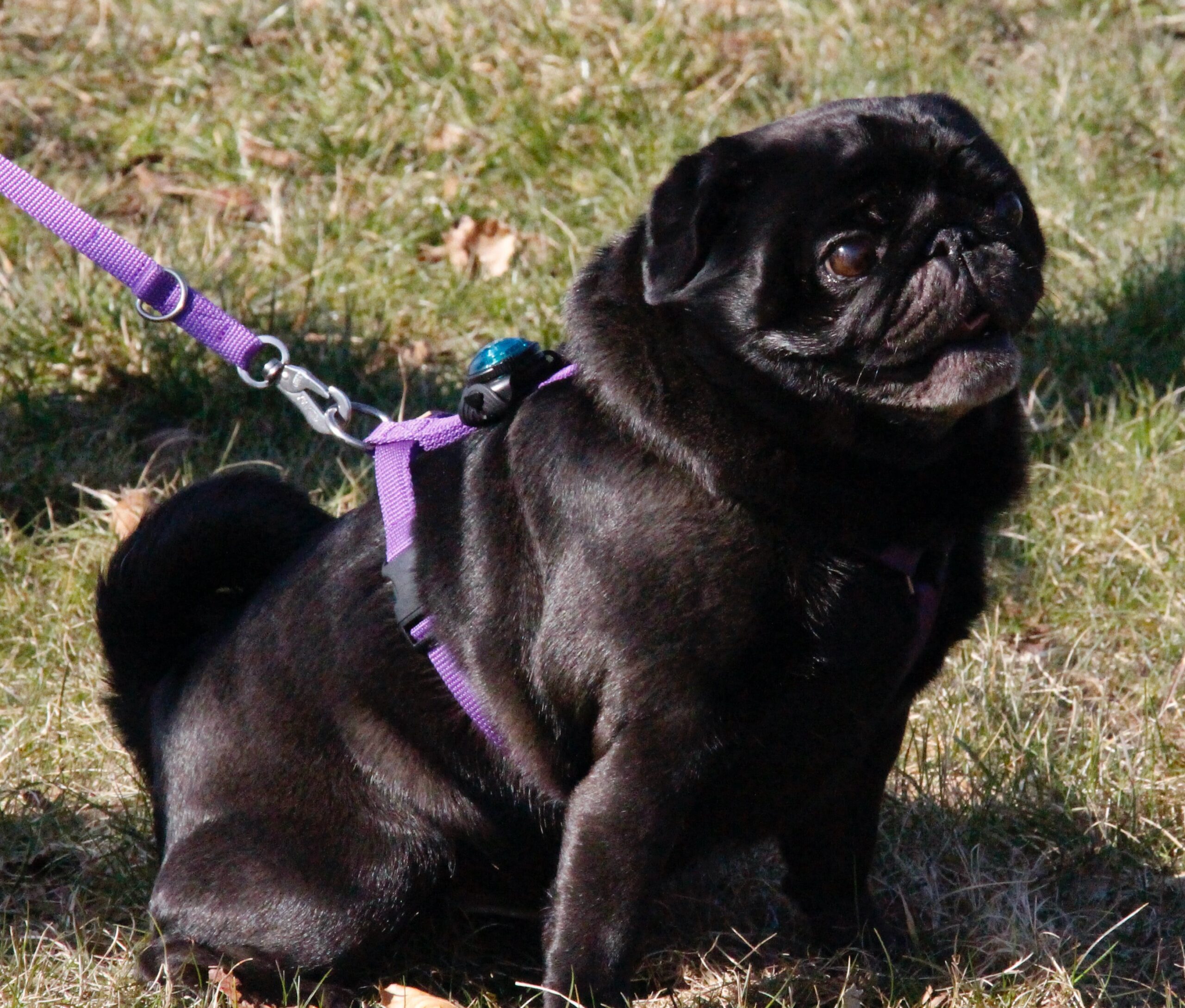 Hundesele | Violet - Image 3