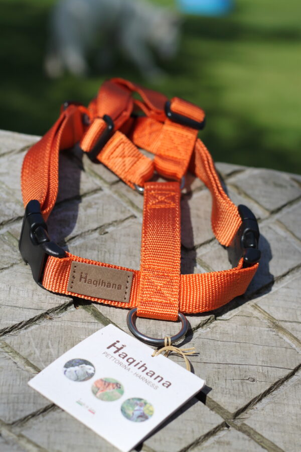 Kattesele | Carrot - Image 3