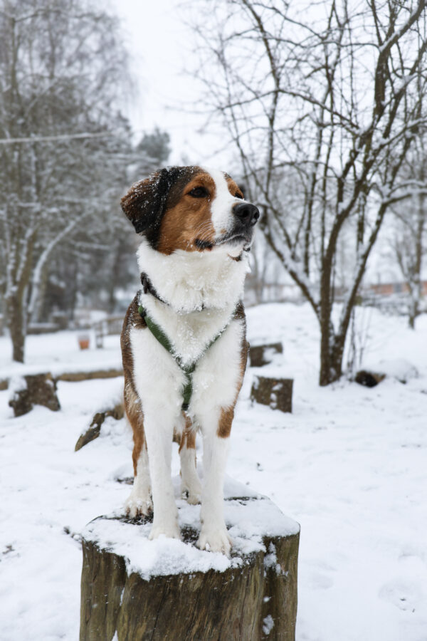 Hundesele | Grøn - Image 2