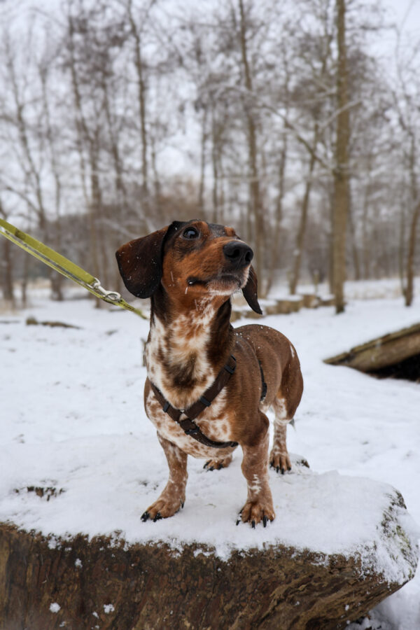 Hundesele | Chocolate - Image 3