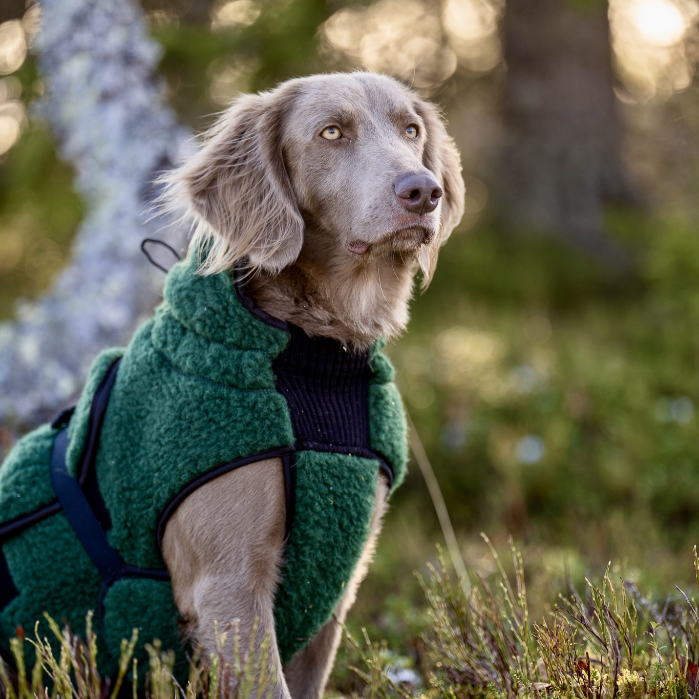 AMBASSADØR – Ulddækken