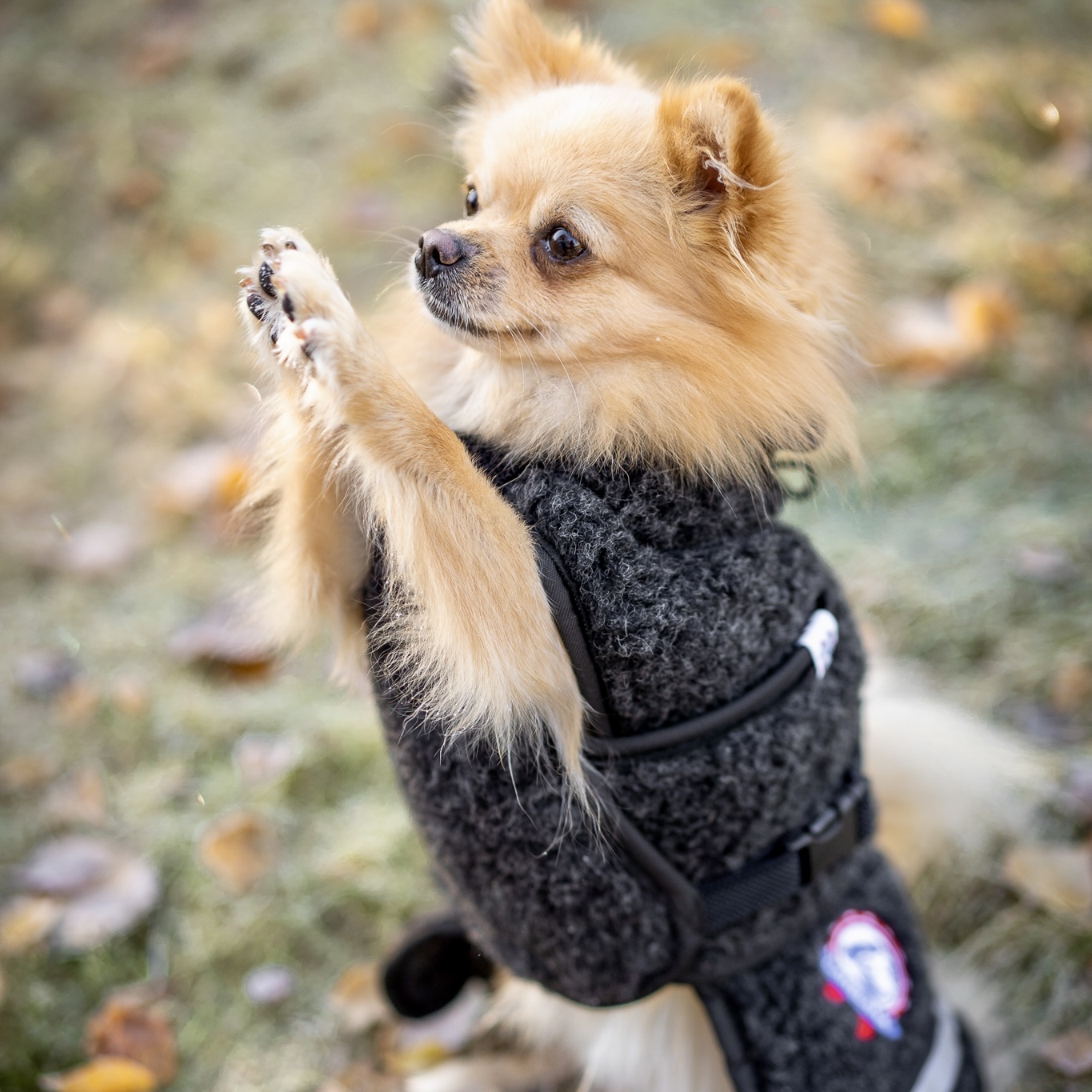 AMBASSADØR – Ulddækken - Image 6