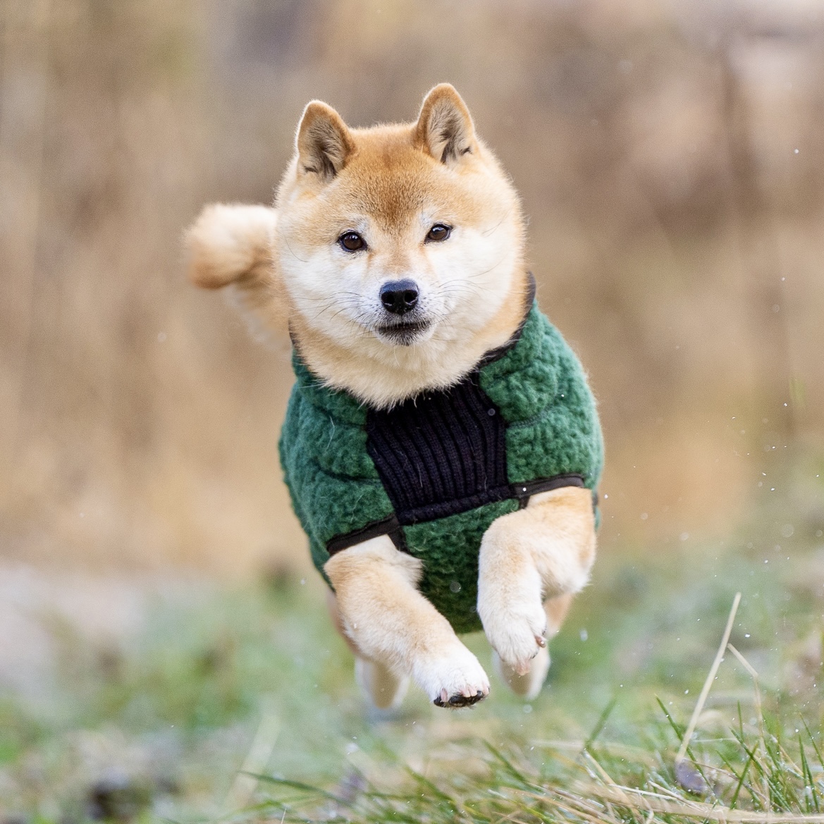 AMBASSADØR – Ulddækken - Image 7