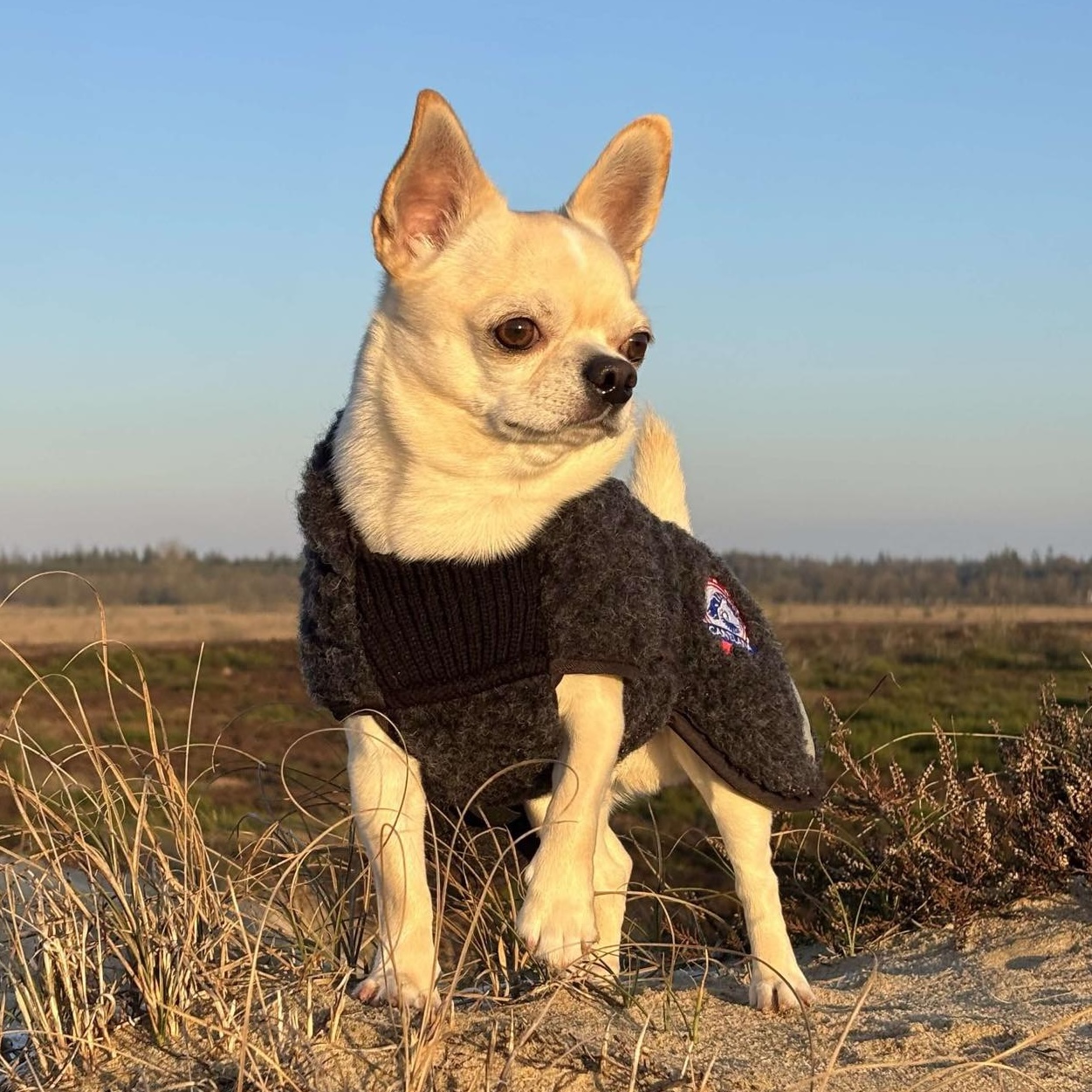 AMBASSADØR – Ulddækken - Image 8