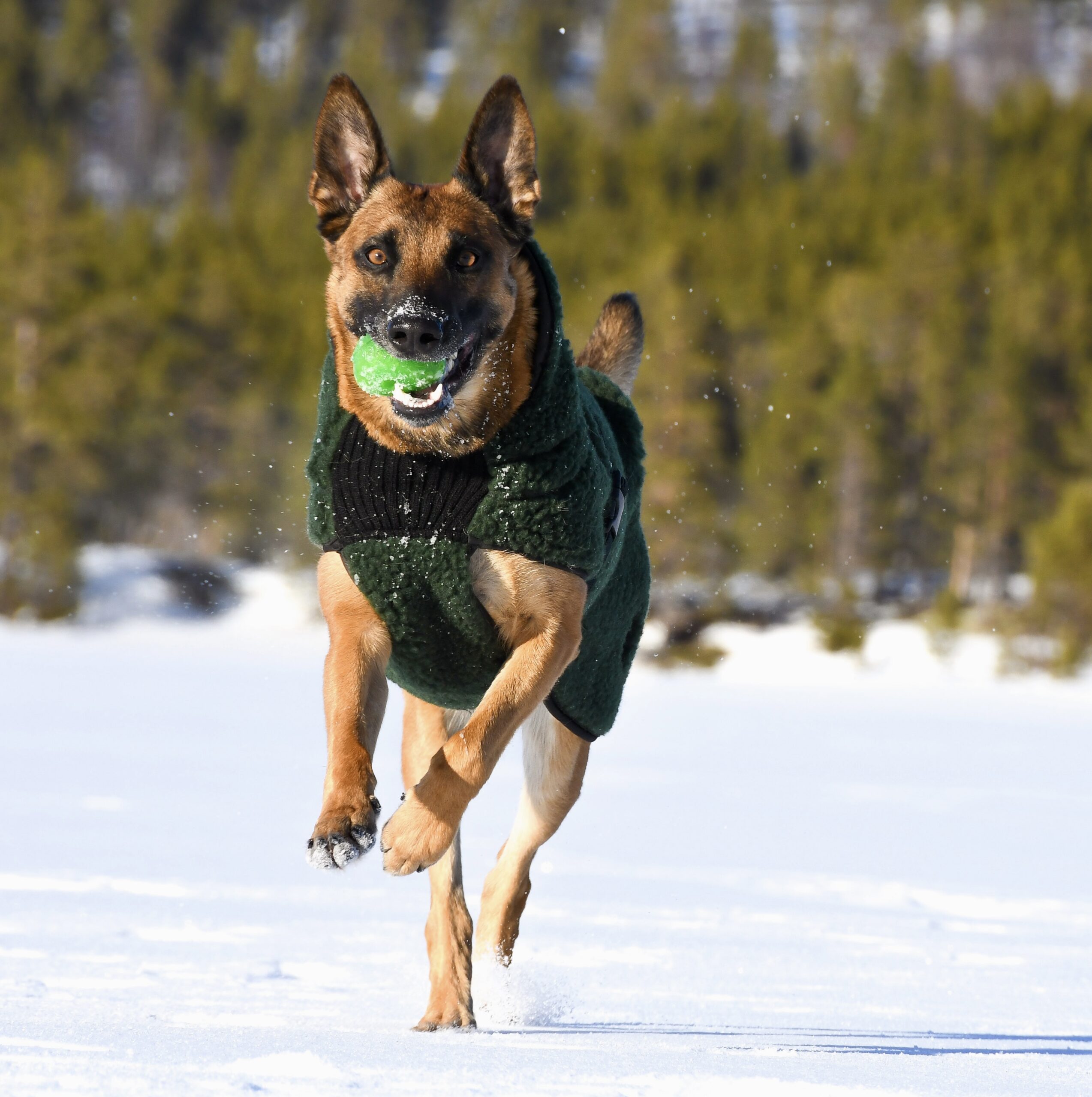 AMBASSADØR – Ulddækken - Image 4