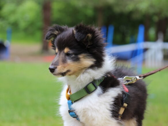 Hundesele i multifarve der sidder perfekt på den lille shetlandske sheepdog