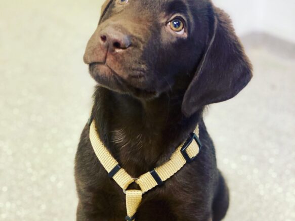 Hundesele i guldfarve på labradorhvalp, sidder perfekt og sikrer hunden fri bevægelighed og frihed.