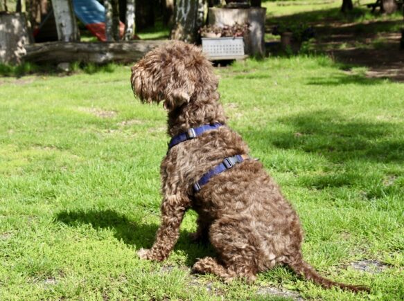 Hundesele i smuk violet farve
