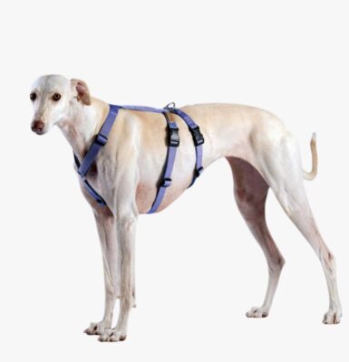 Stor hund med dobbelt hundesele