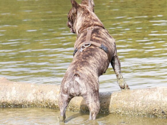 Hundesele i farven chocolate ses fransk bulldog hvalp. Selen giver perfekt fri bevægelig for hunden.