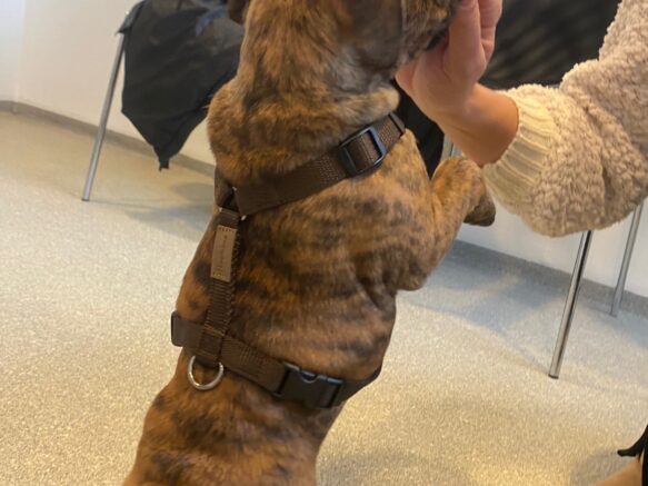 Hundesele i chocolate ses på lille staffordshire bullterrier hvalp. Selen giver perfekt fri bevægelighed for hunden.
