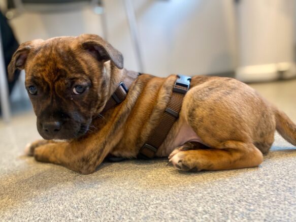 Hundesele i chocolate ses på lille staffordshire bullterrier hvalp!