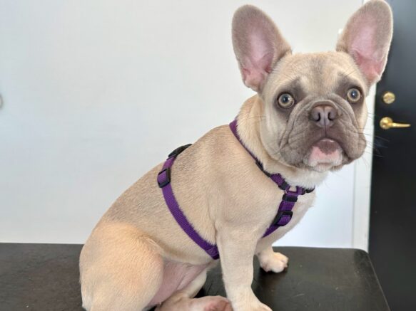 Hundesele i violet på fransk bulldog, der sidder perfekt og sikrer fri bevægelighed uden gener!
