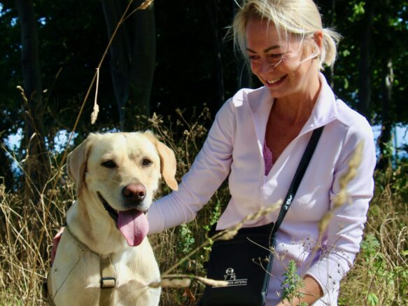 Sele i guld på labrador retriever, giver hunden fri bevægelighed og fuld komfort!