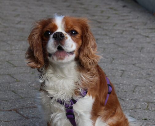 hundeseler