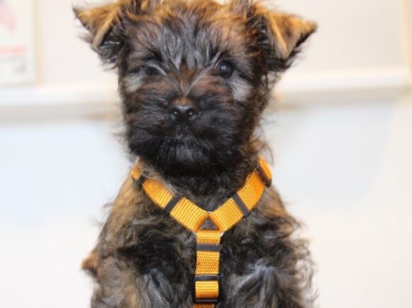 Sele i carrot farve! Flot nuance af orange, der matcher cairn terrier pelsen smukt!