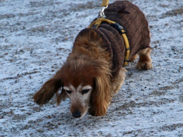 Gravhund i carrot farvet sele, sikrer fri bevægelighed