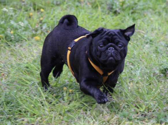 Mops i carrot farvet sele