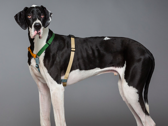 Hundesele i multifave på grand danois, sidder perfekt og sikrer fri bevægelighed uden gener